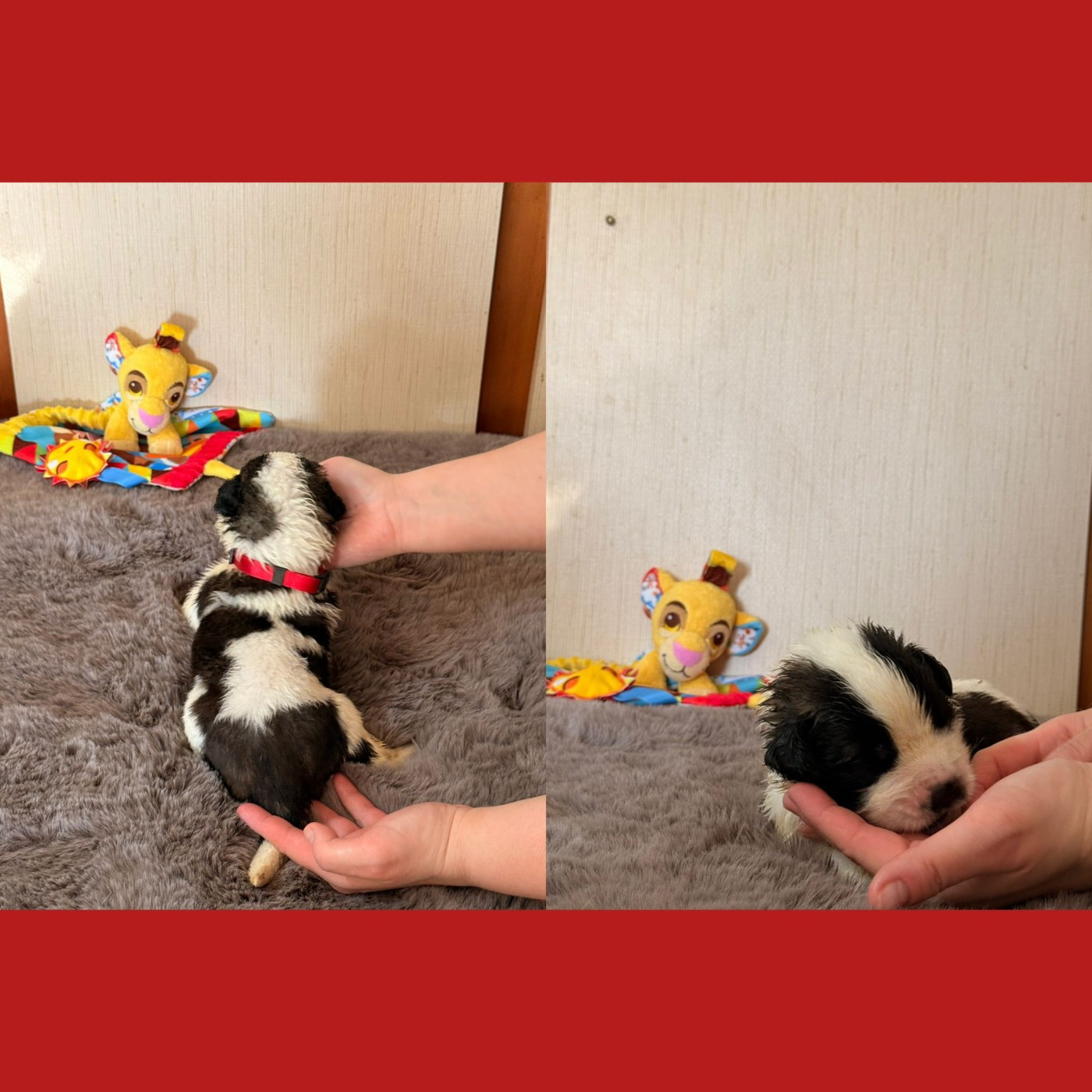 Du Jolyreve d'Amandine - Chiots disponibles - Chien du Saint-Bernard