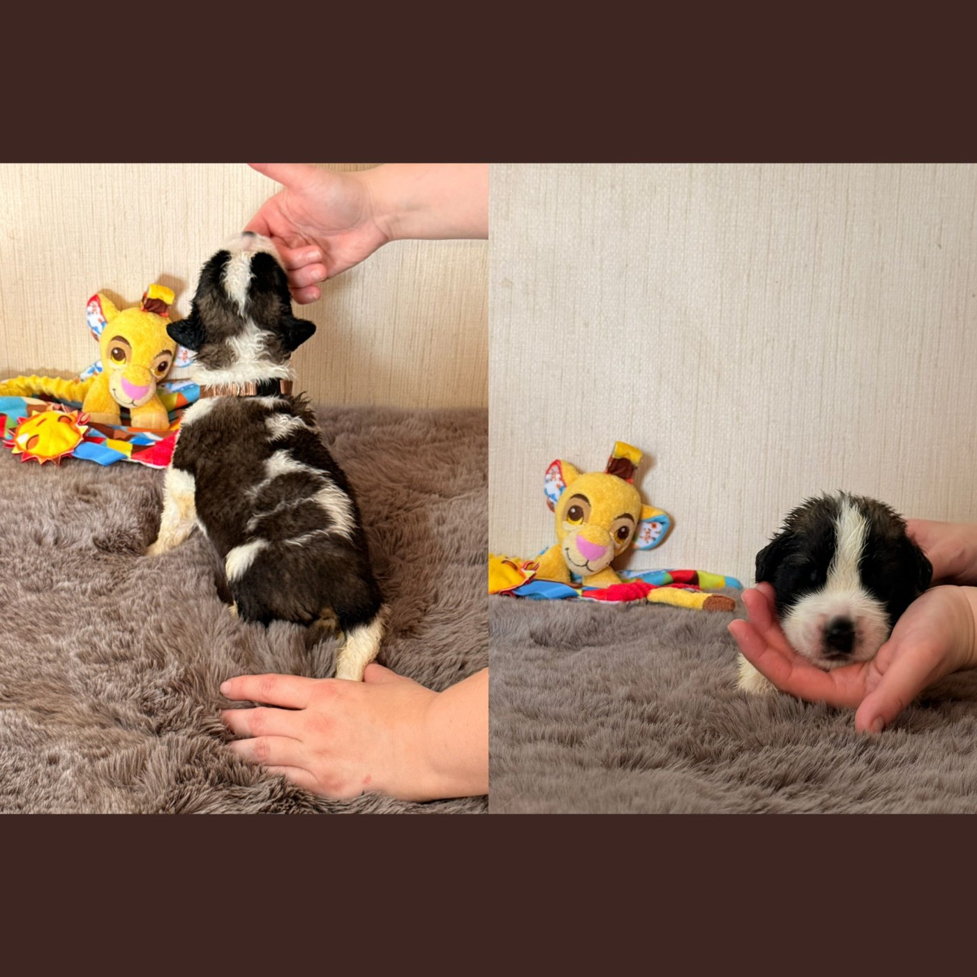 Du Jolyreve d'Amandine - Chiots disponibles - Chien du Saint-Bernard