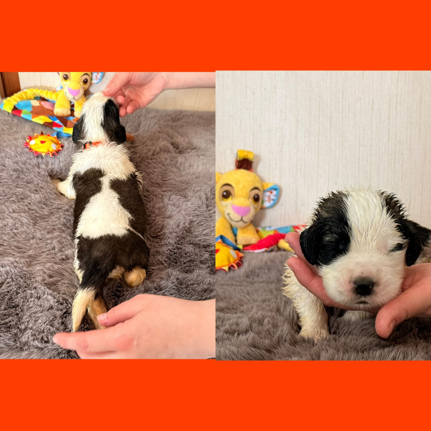 Du Jolyreve d'Amandine - Chiots disponibles - Chien du Saint-Bernard