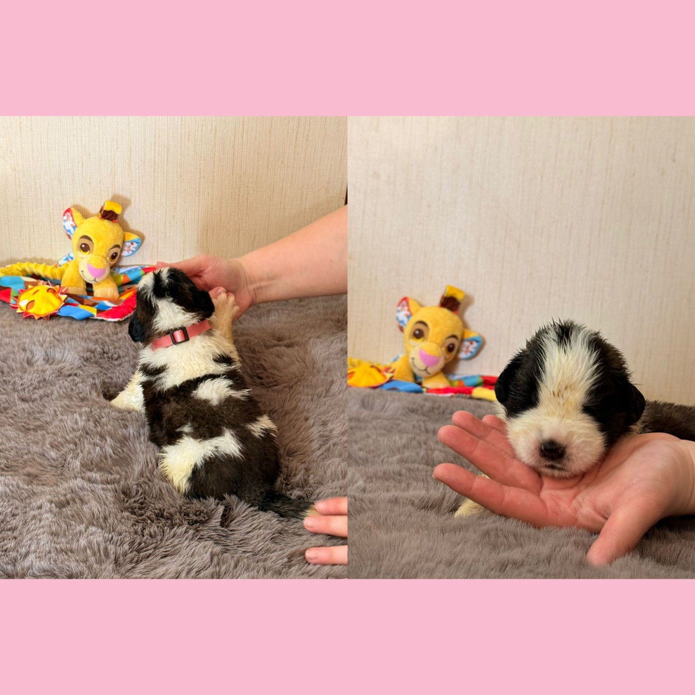 Du Jolyreve d'Amandine - Chiots disponibles - Chien du Saint-Bernard