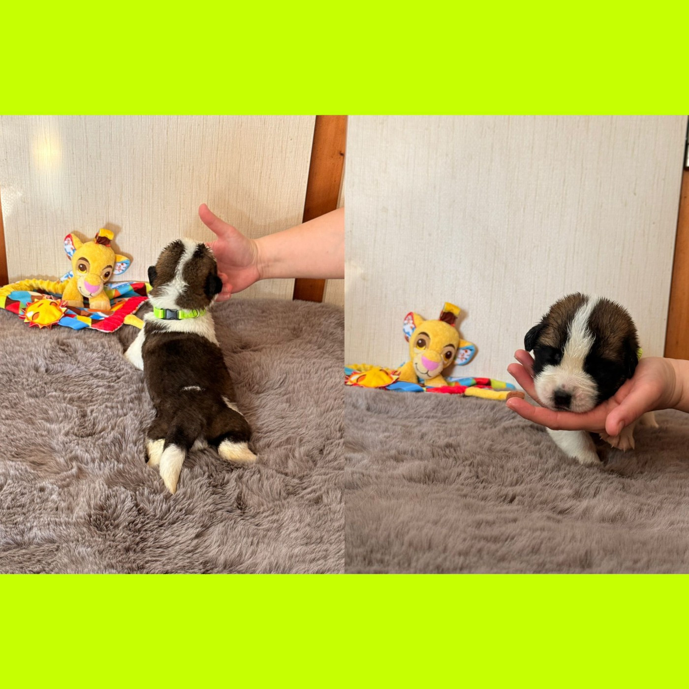 Du Jolyreve d'Amandine - Chiots disponibles - Chien du Saint-Bernard