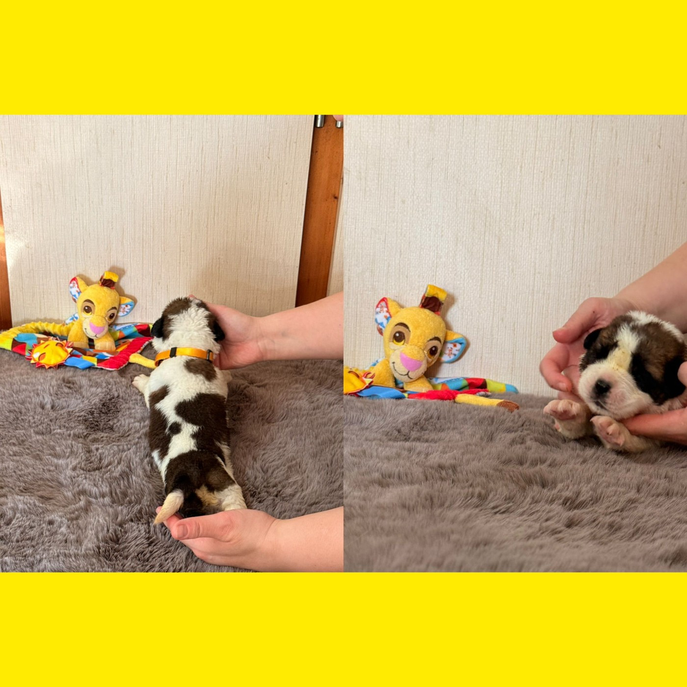 Du Jolyreve d'Amandine - Chiots disponibles - Chien du Saint-Bernard