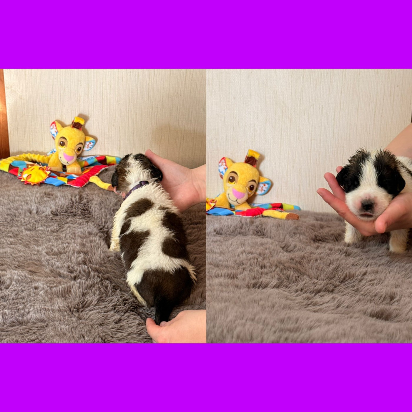 Du Jolyreve d'Amandine - Chiots disponibles - Chien du Saint-Bernard