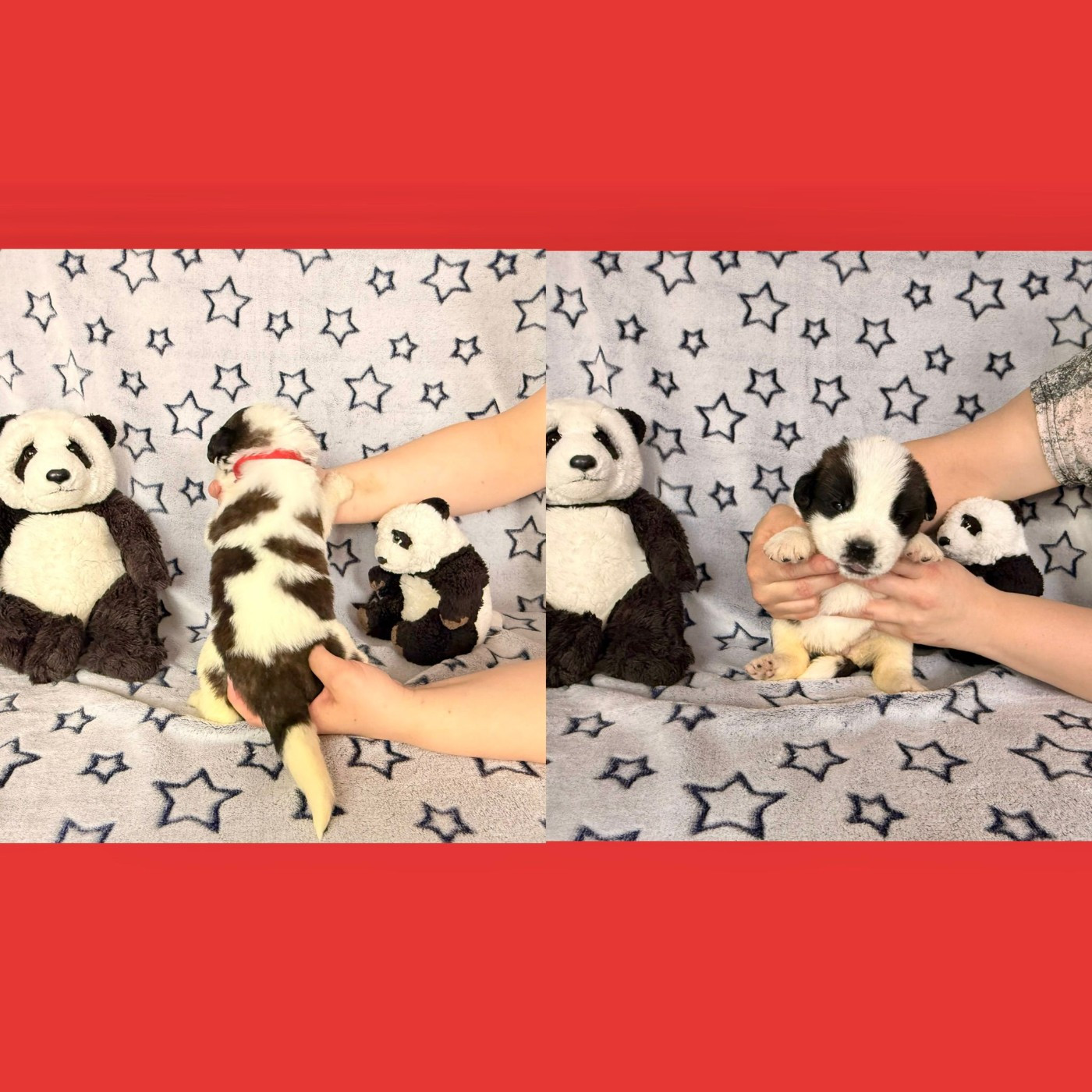 Du Jolyreve d'Amandine - Chiots disponibles - Chien du Saint-Bernard