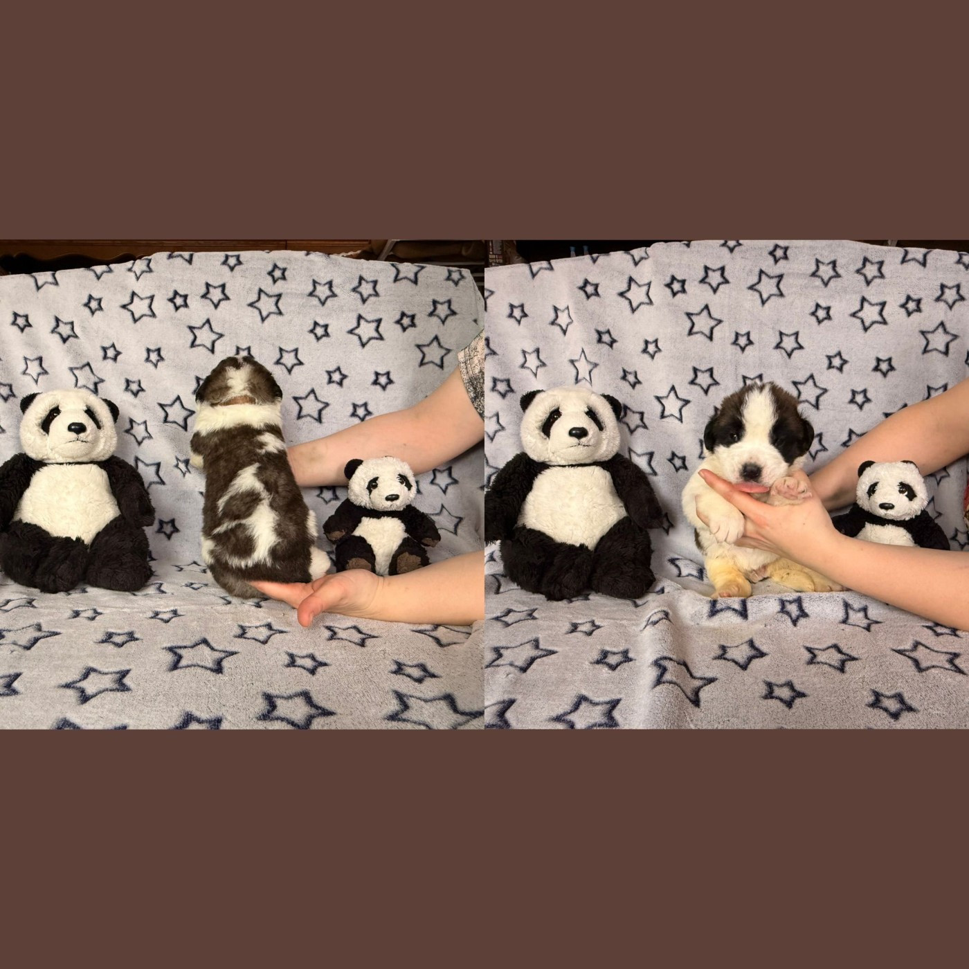 Du Jolyreve d'Amandine - Chiots disponibles - Chien du Saint-Bernard