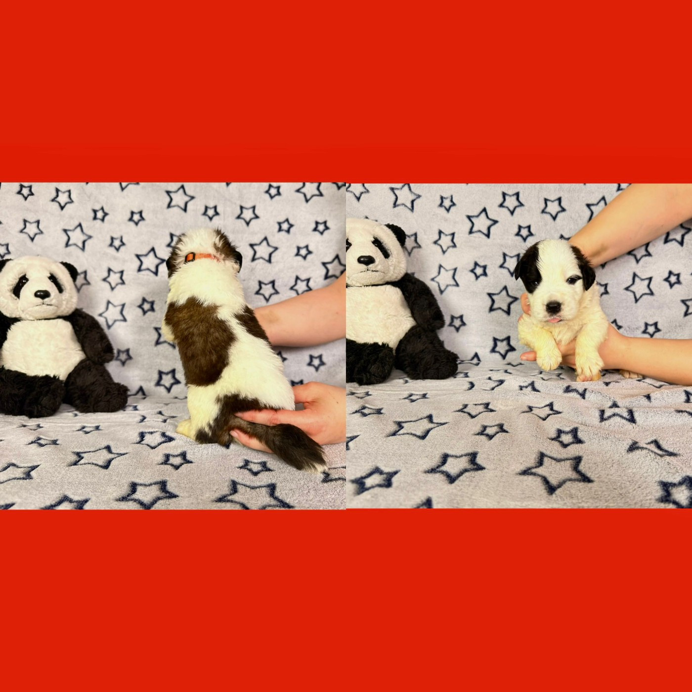 Du Jolyreve d'Amandine - Chiots disponibles - Chien du Saint-Bernard