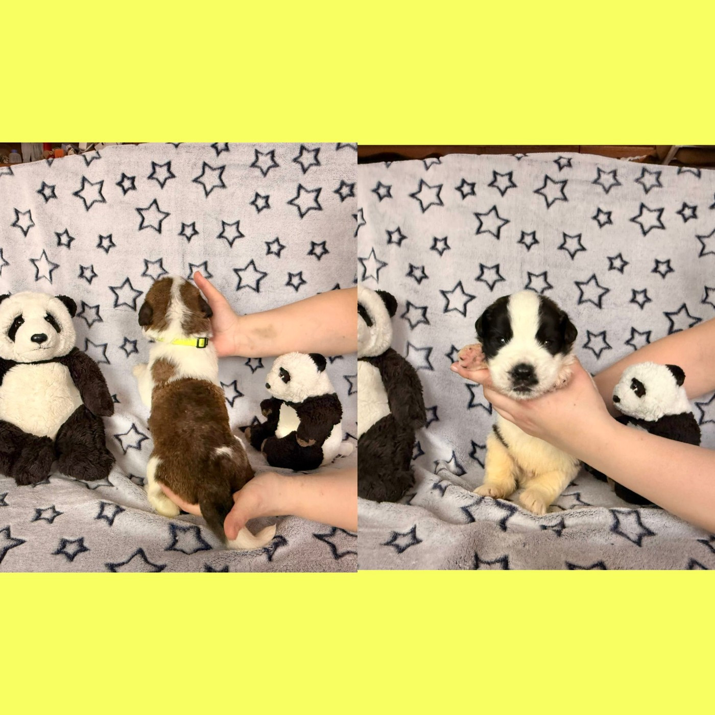 Du Jolyreve d'Amandine - Chiots disponibles - Chien du Saint-Bernard