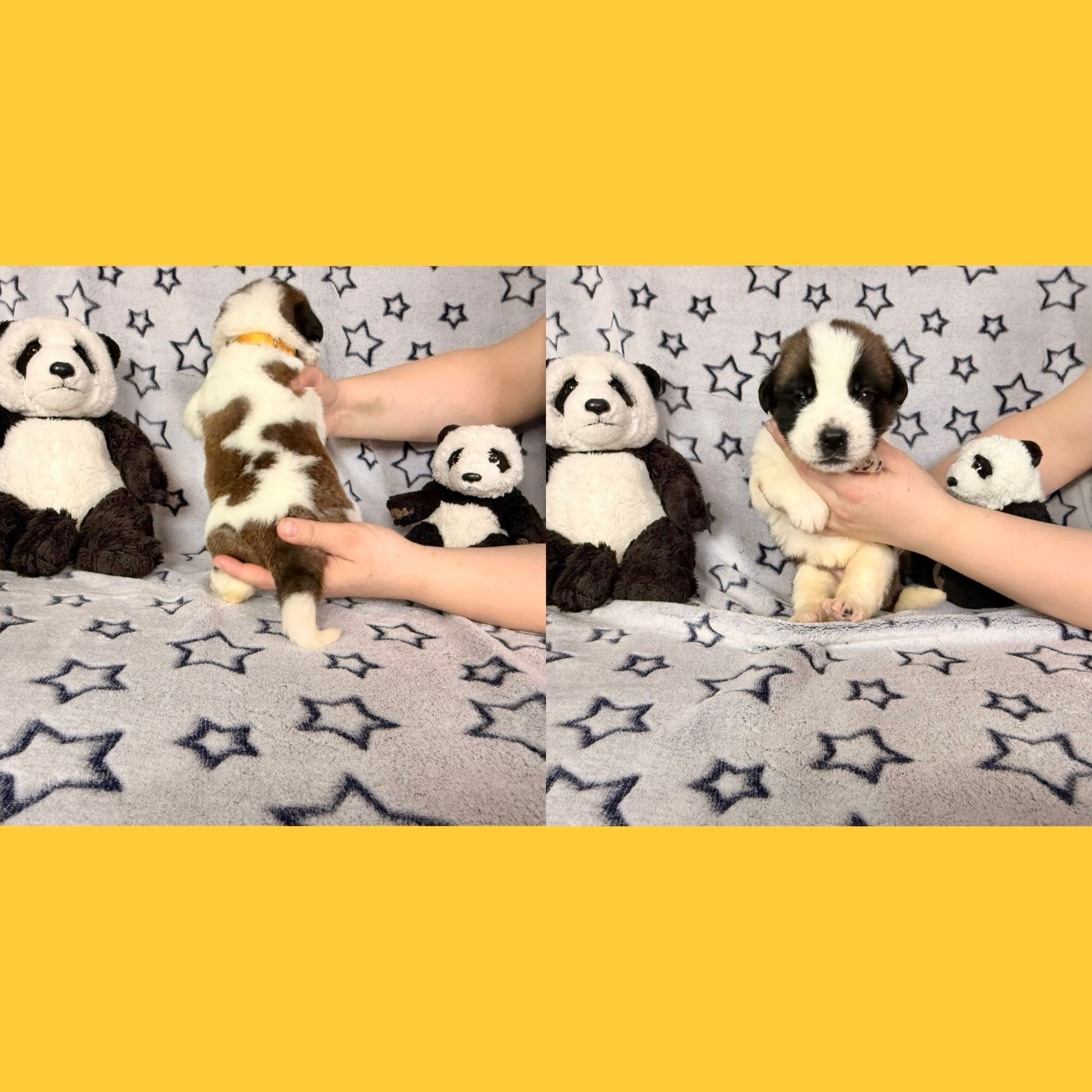 Du Jolyreve d'Amandine - Chiots disponibles - Chien du Saint-Bernard