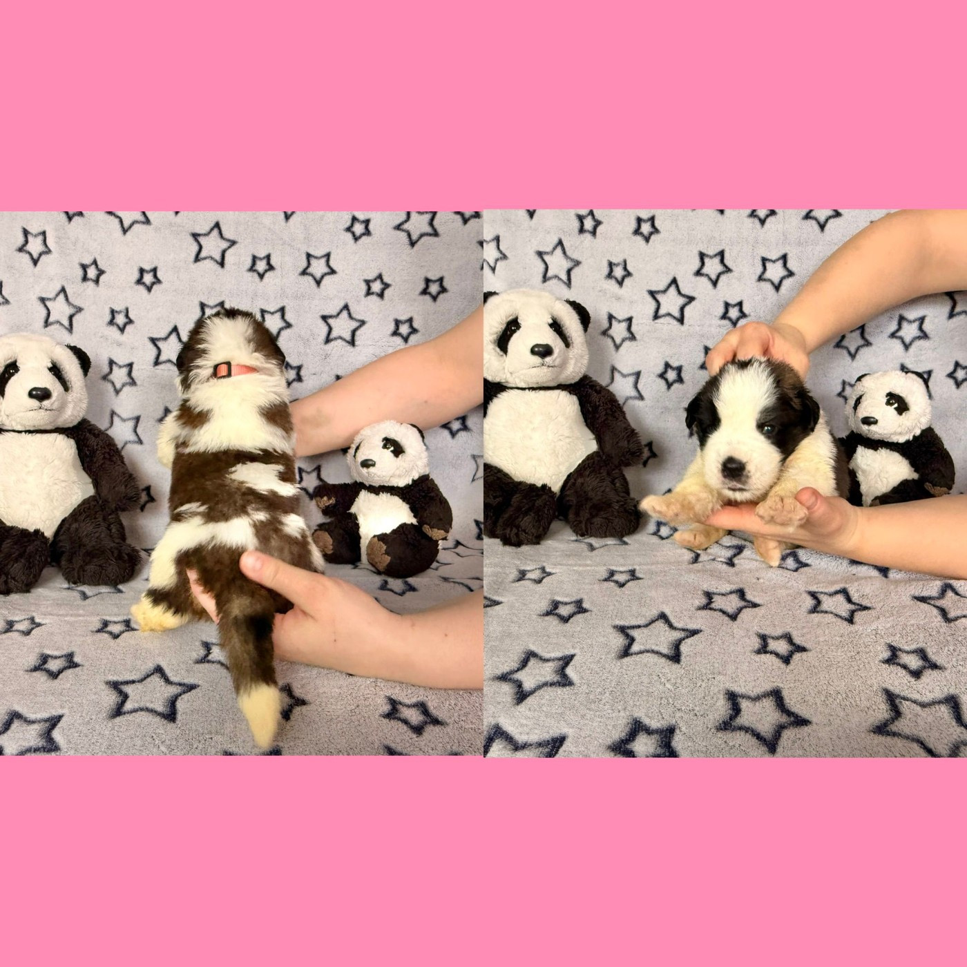 Du Jolyreve d'Amandine - Chiots disponibles - Chien du Saint-Bernard