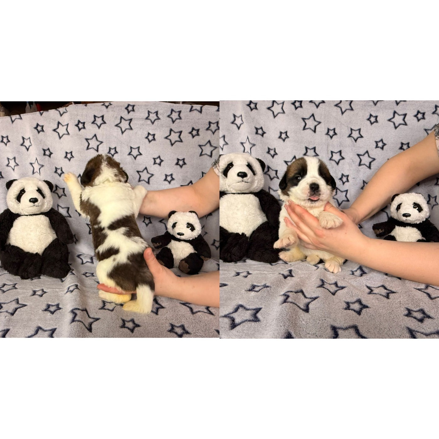 Du Jolyreve d'Amandine - Chiots disponibles - Chien du Saint-Bernard