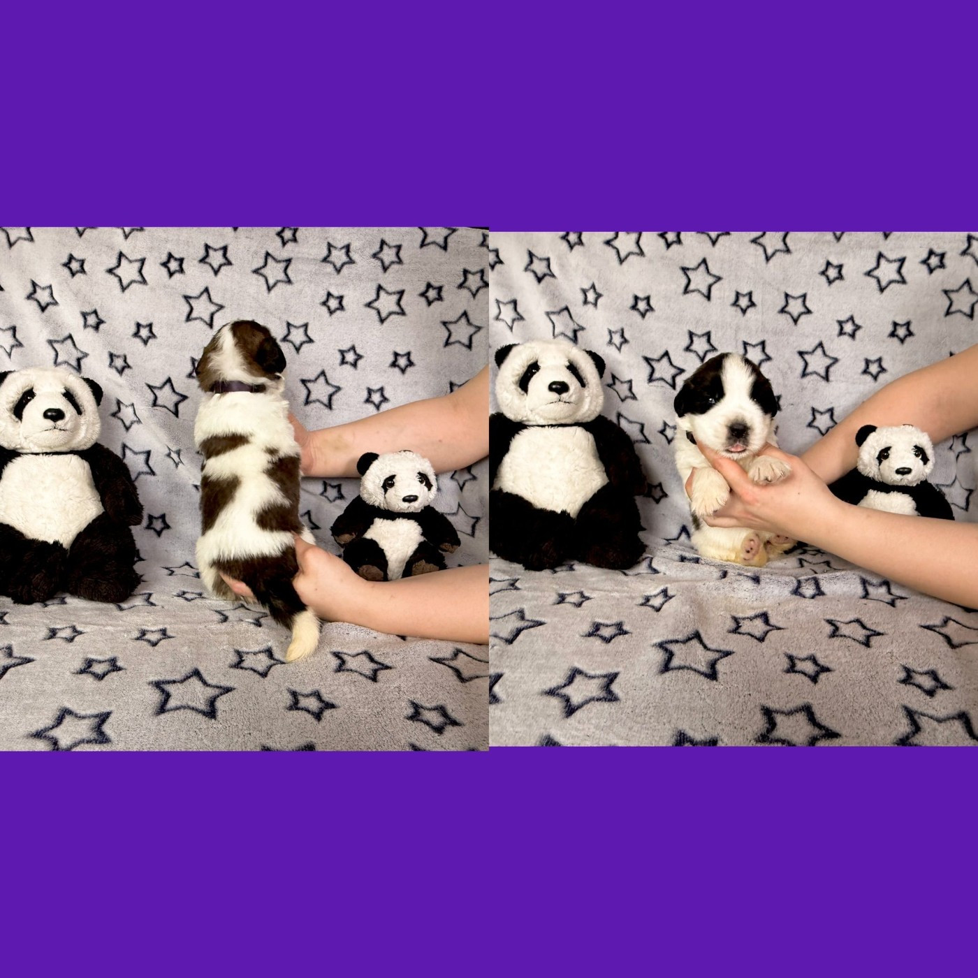 Du Jolyreve d'Amandine - Chiots disponibles - Chien du Saint-Bernard