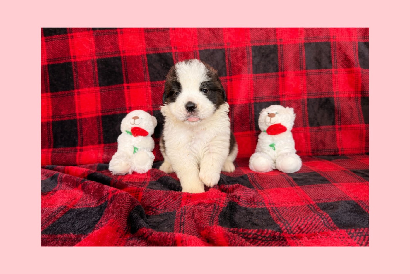 Du Jolyreve d'Amandine - Chiots disponibles - Chien du Saint-Bernard