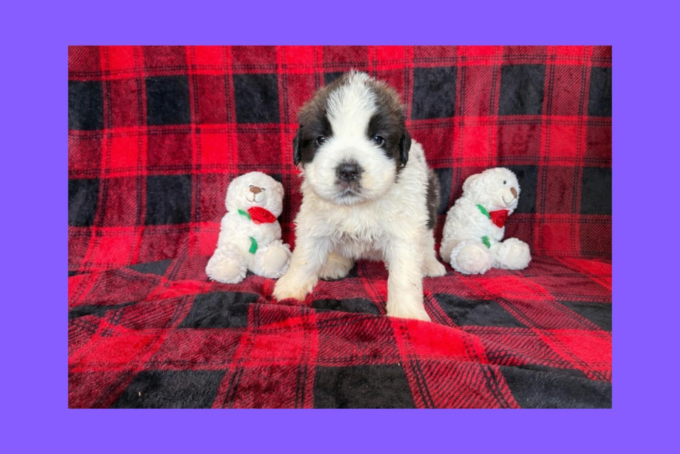 Du Jolyreve d'Amandine - Chiots disponibles - Chien du Saint-Bernard