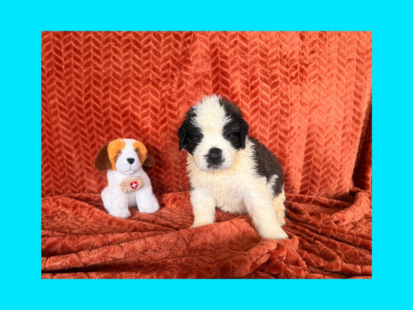 Du Jolyreve d'Amandine - Chiots disponibles - Chien du Saint-Bernard