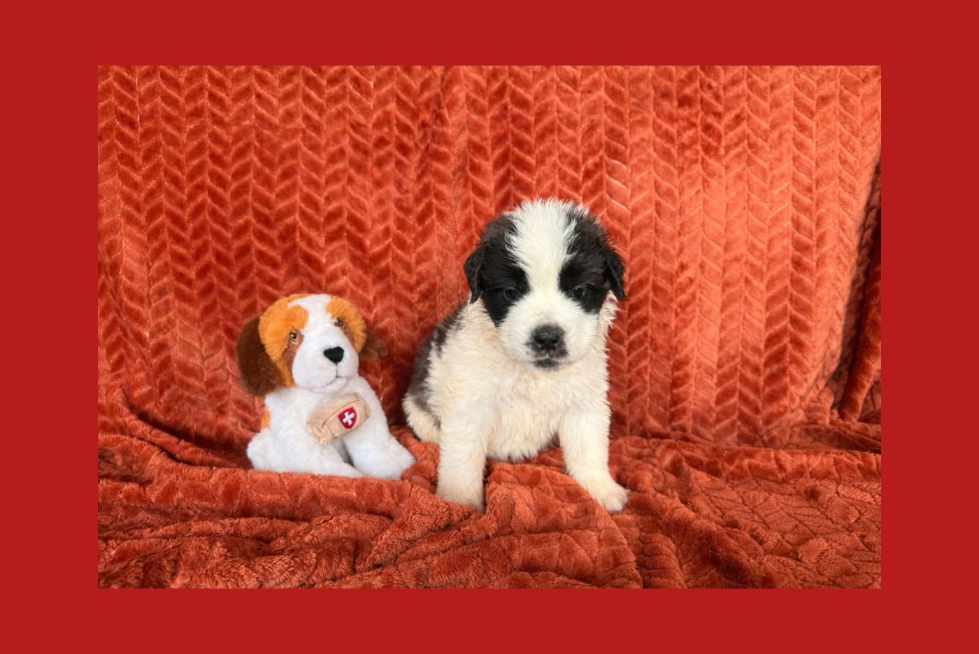 Du Jolyreve d'Amandine - Chiots disponibles - Chien du Saint-Bernard