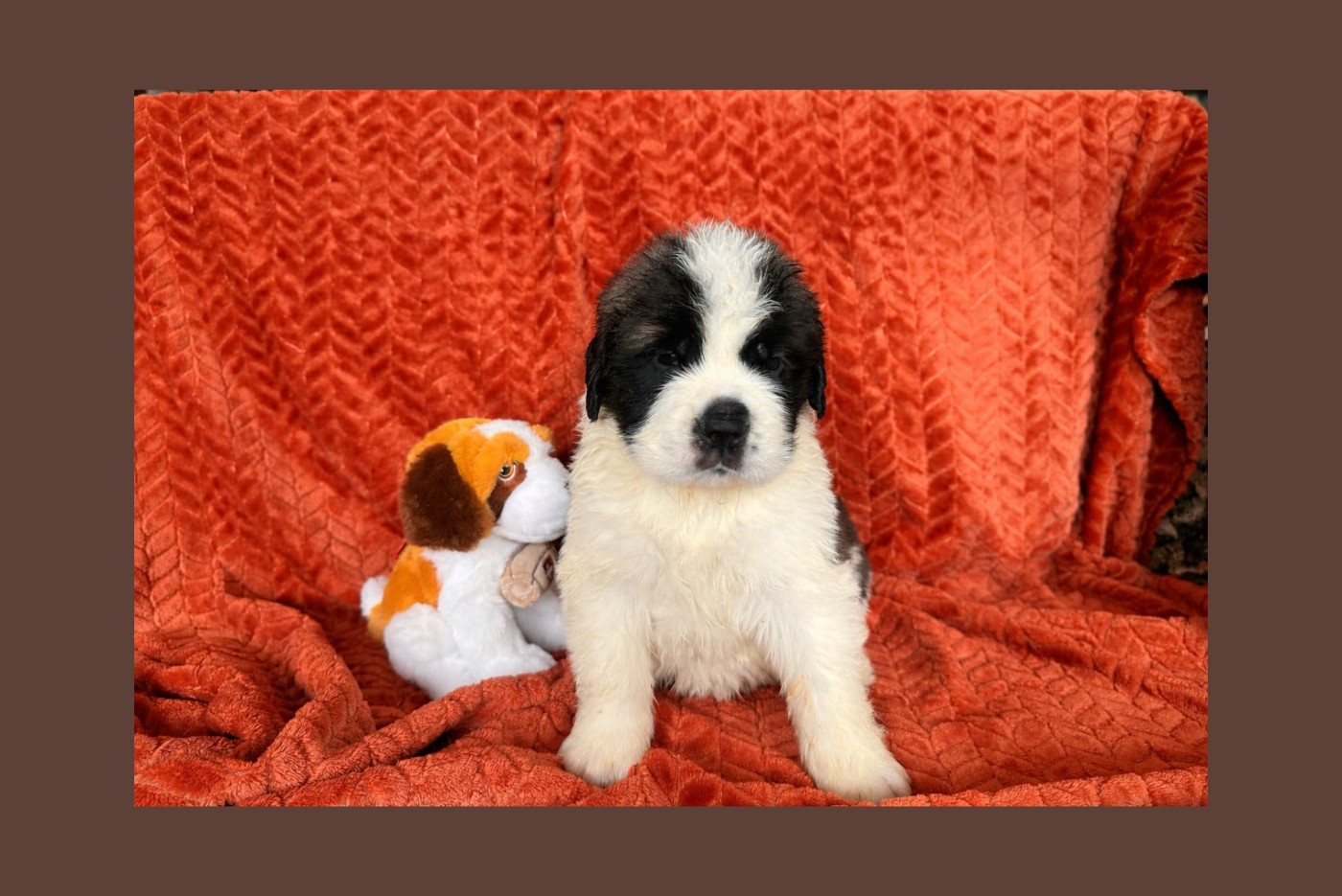 Du Jolyreve d'Amandine - Chiots disponibles - Chien du Saint-Bernard
