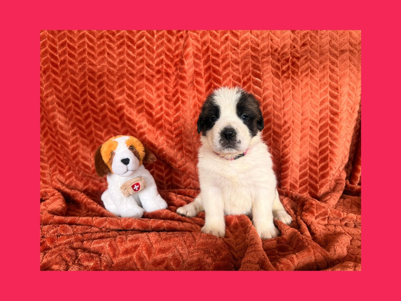 Du Jolyreve d'Amandine - Chiots disponibles - Chien du Saint-Bernard