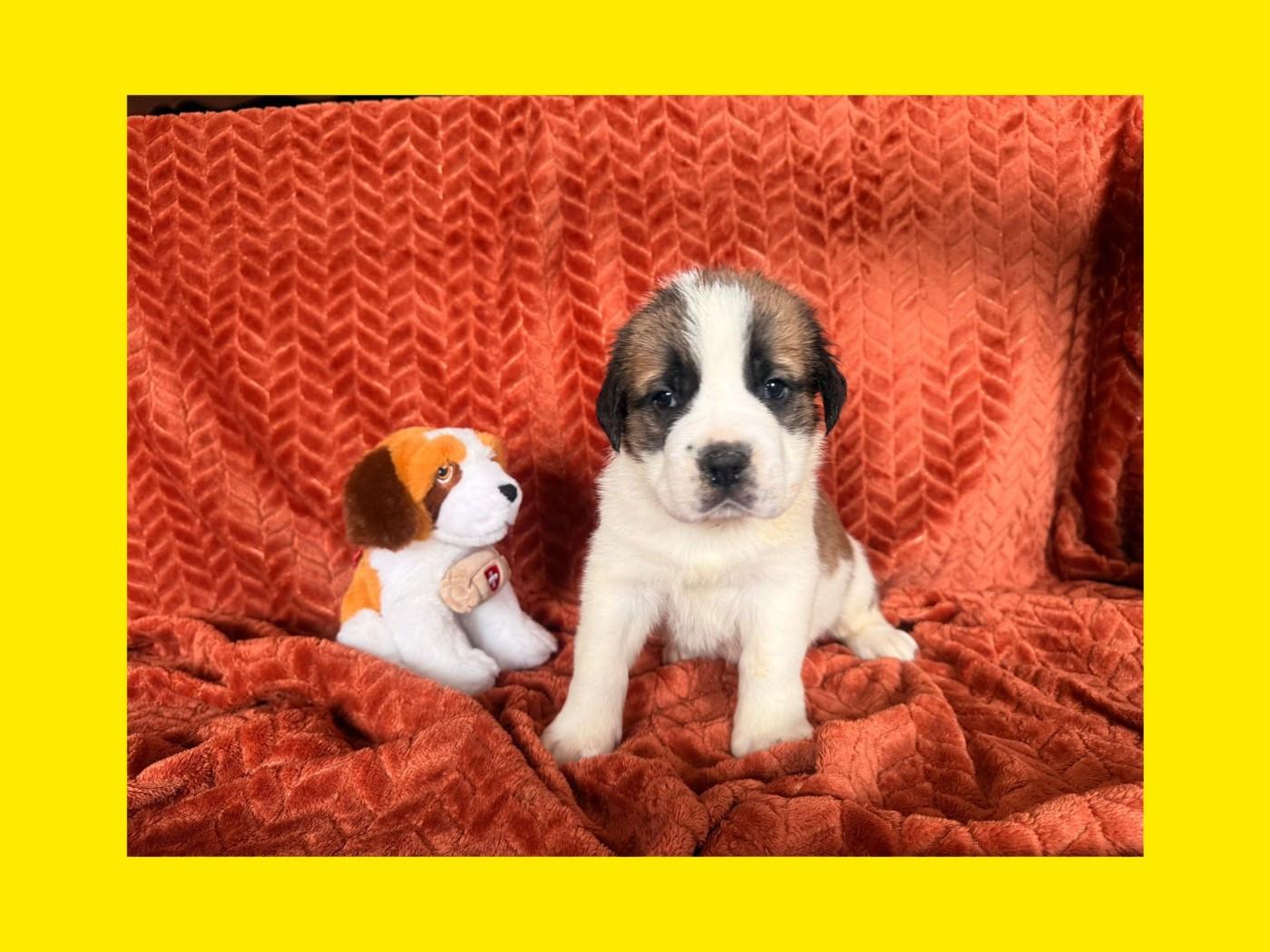 Du Jolyreve d'Amandine - Chiots disponibles - Chien du Saint-Bernard