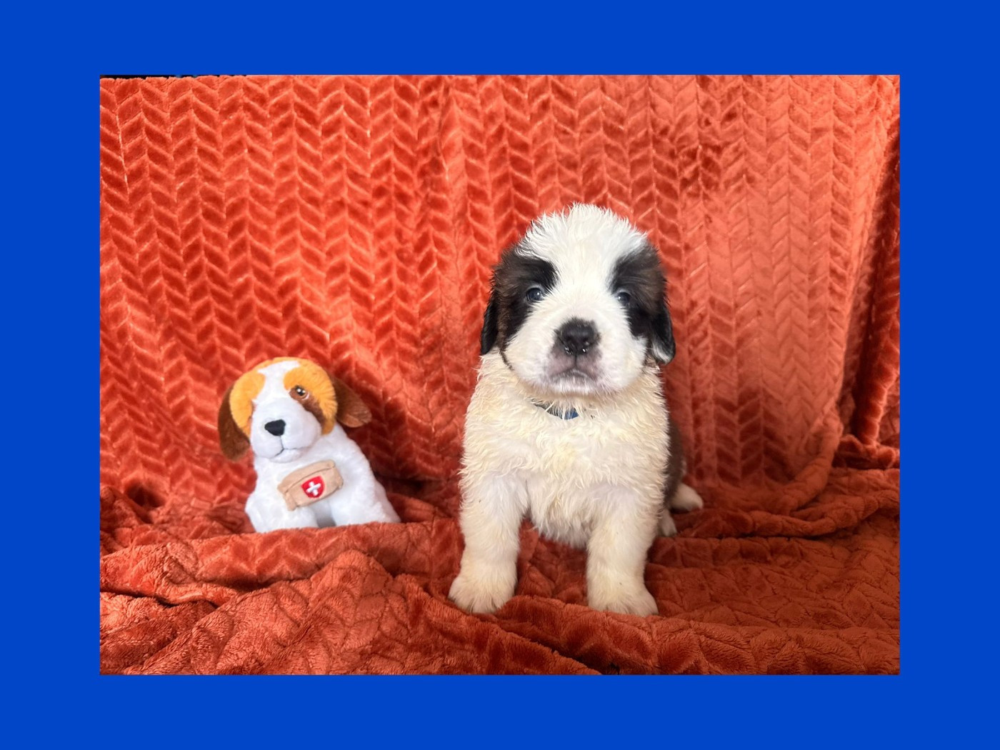 Du Jolyreve d'Amandine - Chiots disponibles - Chien du Saint-Bernard