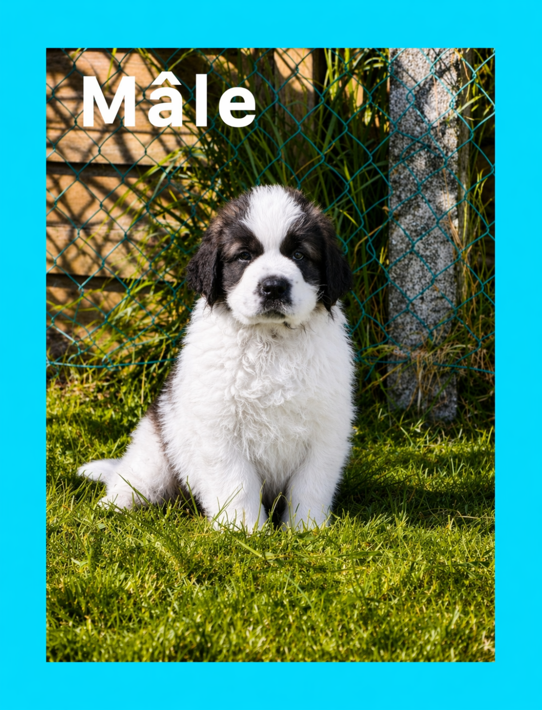 Du Jolyreve d'Amandine - Chiots disponibles - Chien du Saint-Bernard