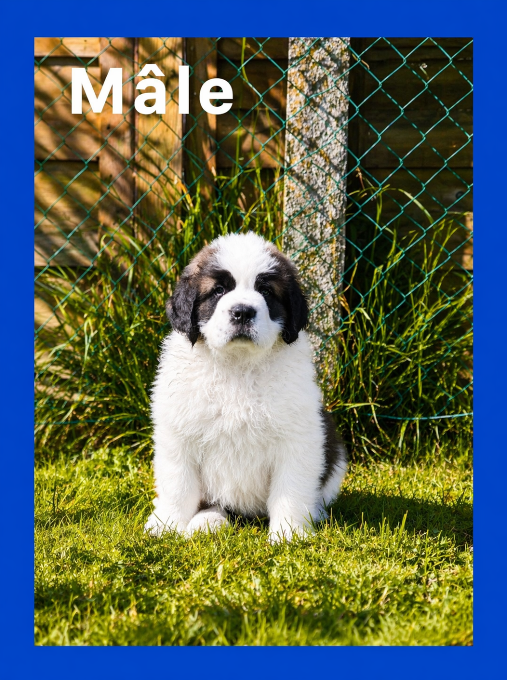 Du Jolyreve d'Amandine - Chiots disponibles - Chien du Saint-Bernard