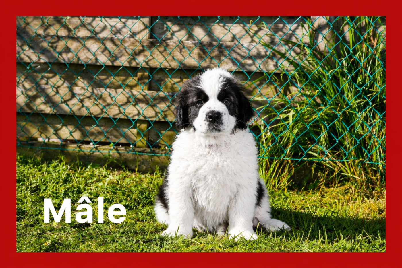 Du Jolyreve d'Amandine - Chiots disponibles - Chien du Saint-Bernard