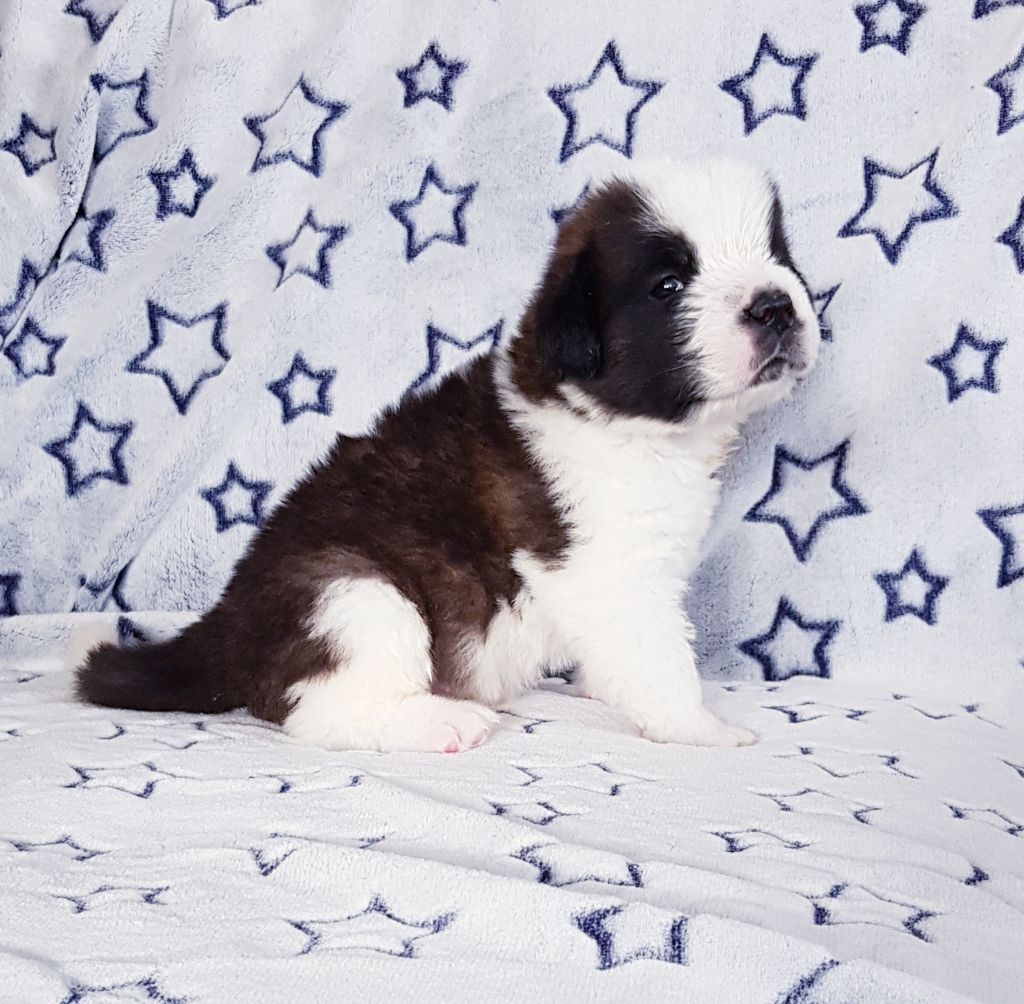 Du Jolyreve d'Amandine - Chien du Saint-Bernard - Portée née le 11/10/2019