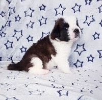 CHIOT
